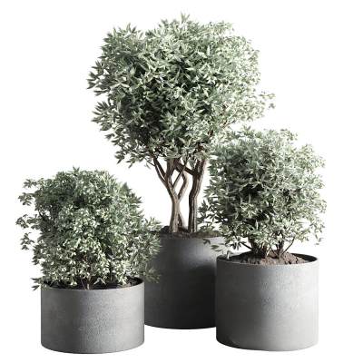 现代绿植盆景-22